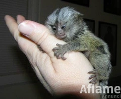 Splendide scimmie marmoset baby da dito