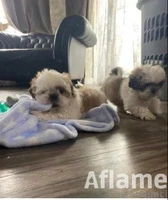 adorabile cuccioli di shihtzu