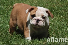 Cuccioli Bulldog Inglese con Pedigree.